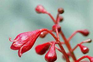 野蔷薇花语的含义(谁能告诉我“蔷薇花”的含义？)