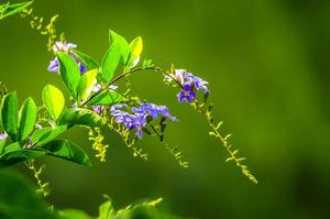 牵牛花种子长多少毫米(牵牛花的种子长什么样)