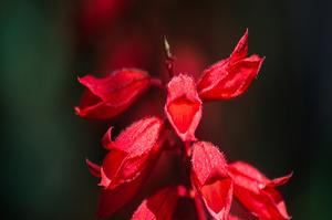 月季花根系的特点(月季根系发达吗)