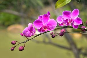 昙花嫁接令箭荷花(昙花和令箭荷花是同一种花吗？)