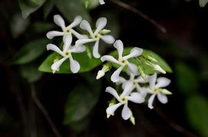 木兰花是什么颜色(玉兰花是什么颜色)