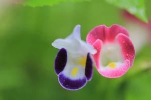 虎皮兰开花香味浓郁太香(白玉虎皮兰开花什么样？)