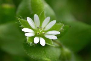 长寿花好不好养(为什么长寿花里的绿巴黎非常难养？)