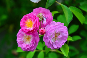 自己买花送自己买什么好(家里开了一个花卉店(不是鲜花)，附赠什么给客人比较好？)