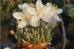 深圳当天送花(深圳哪里有网上订花的？)