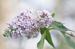 昙花一现比喻什么样的人(实际说一说：“昙花一现的人物”是指什么样的人？如何才能不“昙)