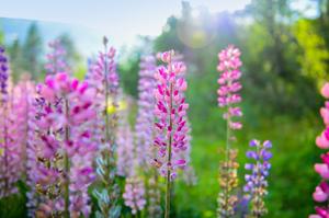 母亲节节送什么花(母亲节送什么花最好，花语是什么？)