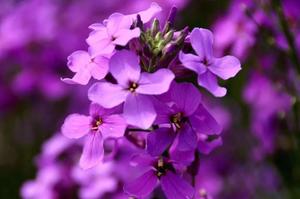 夜来香九月份开花吗(兰花夜来香几月份开花？)