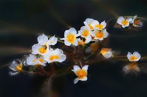 济南进口鲜切花(请问济南的花鸟市场在哪里？)