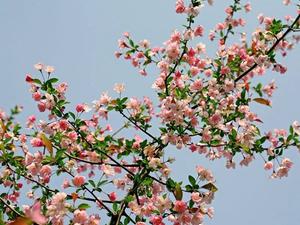 30朵玫瑰花语(30朵玫瑰代表什么花语)