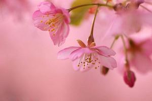 今日棉花价格多少钱1斤(疫情期间，棉花能涨价吗？)