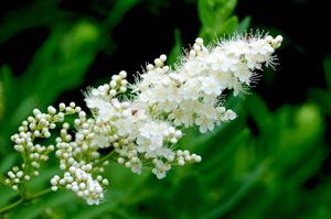 月季花玫瑰花是一种花吗(玫瑰花是月季花吗？)