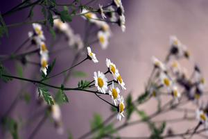 送花篮和花束区别(花蓝和花篮有什么区别)