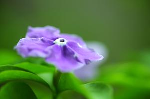 种桂花树的过程(怎样栽培桂花树)