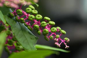 鲜花租赁哪家好(花卉如何租赁)