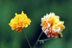 桂花树是四季常青树吗(桂花树是常青树吗？)