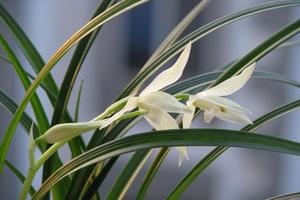 买月季花苗的最好季节(月季花什么时候开,月季花什么时候种)