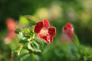 栀子花怎么养殖长得快(栀子花怎么养殖方法)