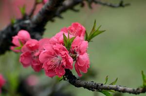 护士节送什么花给妈妈(护士节送什么鲜花最合适护士节送花应该注意哪些事项)