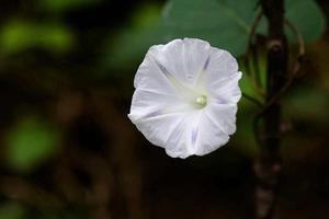 紫叶酢浆草种植方法(紫叶酢浆草如何爆盆)