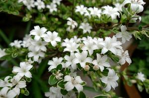 速生桉开花时间(桉树几月份开花花期多长)