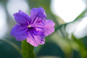 三角梅花语解释(金露花夏瑾三角梅花语？)