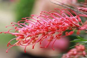 桂花几月开什么季节(桂花是什么季节开的)