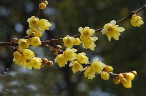 郁金香花期到什么时候结束(郁金香花期多久？)