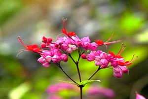 菠萝蜜生长环境(为什么菠萝蜜的盛产地在中国只有海南岛)