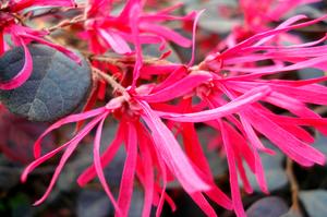 花叶玉簪高度冠幅(求园林常用植物以及它们的常用高度冠幅)