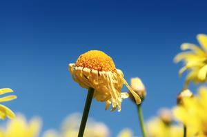 花像扶郎花的(非洲菊的花语寓意和主要价值是什么)