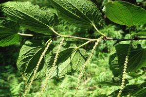 木本芙蓉花的养殖方法(我想在家(广东佛山)正门种芙蓉树，对风水有影响吗？另外树可)