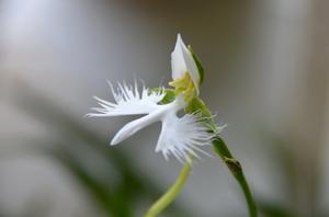 薰衣草成人研究所(植物护肤怎么样？有哪些植物护肤品牌呢？)