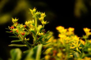 送母亲什么鲜花最好(送母亲鲜花送什么花)