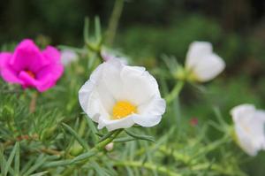 玫瑰花用什么土栽培(栽玫瑰花适合什么土壤)