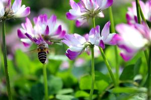 昙花一现雨及时的意思(现字组词有什么？)