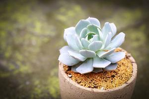 金银花种植场(金银花一亩地种植多少棵？)