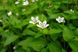 家庭绿植养护小技巧(绿植的养护方法,让绿植长得旺盛的技巧汇总)