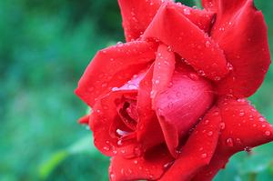 马蹄莲是完全花还是不完全花(完全花和不完全花有哪些)