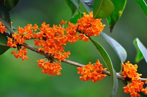 灯笼花怎么过夏天(灯笼花怎么养灯笼花的养殖方法和注意事项)