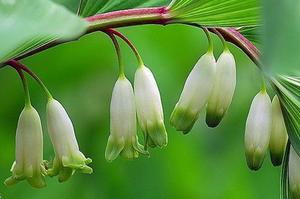 深圳买花送花(异地怎么订鲜花送人)