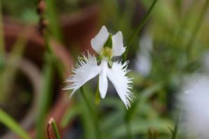 玫瑰花盆栽怎么养活(盆栽玫瑰花好养吗,如何护理)