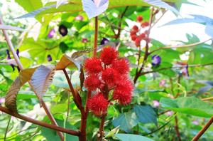 栀子花夏天怎么养护(如何养好桅子花)