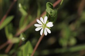 石竹花种植时间(怎样种植石竹花？)