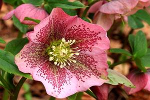 深圳买花送花(异地怎么订鲜花送人)