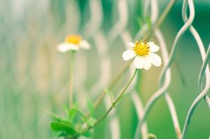 六月雪什么时候能开花(六月玉兰花开是什么意思？)