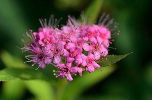 2米高的樱花树多少钱一株(樱花树10年能长多粗)