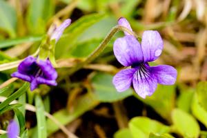 山指甲盆景光照(指甲莲花怎么养？)