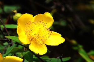 孔雀竹芋多久浇水一次(孔雀竹芋浇水的正确方法)